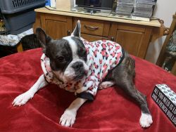 Rehoming fourteen months old French bulldog, AKC registered,Spayed,