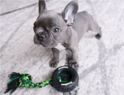 AKC French Bulldog Puppies for sale