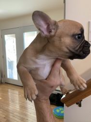 Frenchie for Sale