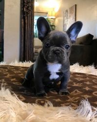 french bulldog for sale!!!! Karly