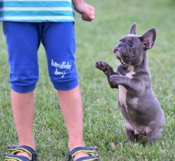 Lovely and playful Frenchies raised with kids