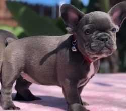Cute home raised potty trained puppy ready for you