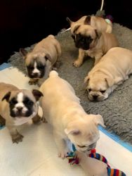 Wonderful AKc Reg French Bulldog Puppies
