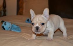 AKC m/f French Bulldog puppies available