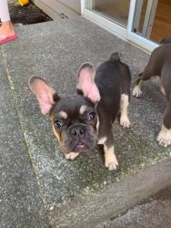 French bulldogs Available