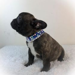 Frenchie Home puppies