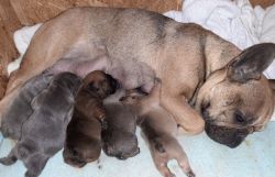 AKC REGISTERED,AWESOME PLAYFUL FRENCH BULLDOG PUPPIES FOR ADOPTION