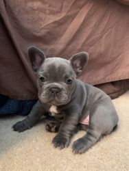 Beautiful Blue French Bulldog Puppy For Sale!!