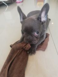 Baby Blue Frenchie