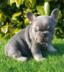 Blossing Frenchies pups Ready