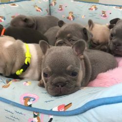 French bulldog puppies for sale at a very affordable price