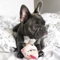 Home trained male and female French Bulldog pups