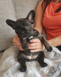Adorable male and female French Bulldog Puppies for new homes