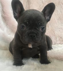 Jesco cute Blue frenchie Available
