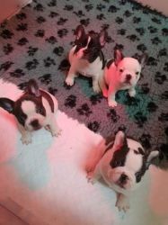 Adorable French Bulldog puppies for Adoption