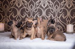 Stunning French Bulldog Puppies For Adoption.