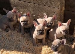 Beautifull French Bulldog Puppies For Adoption
