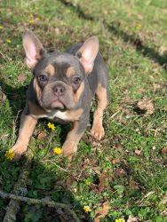 Adorable French Bulldog puppies Available