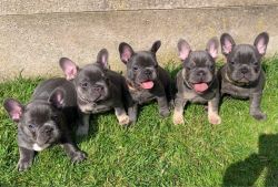 Beautiful French Bulldog Puppies Available Now