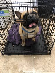 A sweet 2 year old French Bulldog for sale. Great with kids