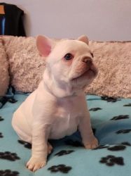Quality French Bulldog Puppies For Adoption