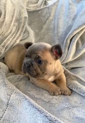 Outstanding Akc Registered French Bulldog Puppies