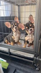 Gorgeous litter of Healthy French Bulldogs