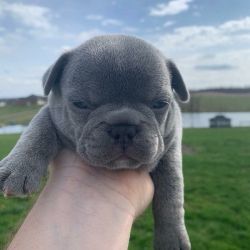 French Bulldogs puppies Available