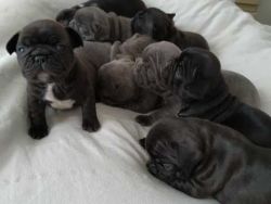 Excellent AKc French Bulldog Puppies