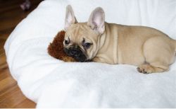 Precious French Bulldog Puppies Available For Adoption