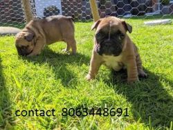 Lovely French Bulldog Puppies Available