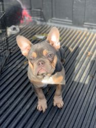 Adorable Home Raised French Bulldog puppies