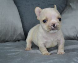 French Bulldog Puppies Lines of Champions of Excellent Pedigree and Ge
