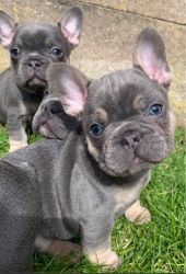 Home Raised French Bulldog puppies