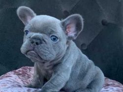 Beautiful Lilac Frenchie puppies For Sale