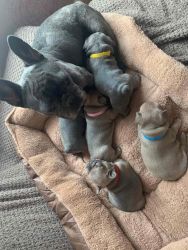 Adorable French Bulldog puppies Available