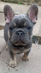 Bueatifull Frenchie puppies Available For Adoption