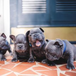 Pure breed French bulldog puppies