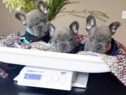 Healthy Quality French Bulldog Puppies For Sale