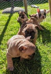 Healthy french bulldog puppies