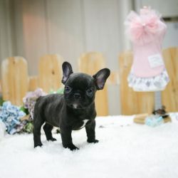 AVAILABLE MICRO-CHIPED FRENCH BULLDOG PUPPIES FOR SALE