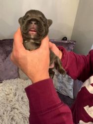 Lilac and blue frech bulldog puppies