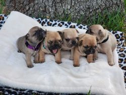 Adorable AKC french bulldog puppies