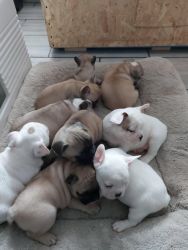 Healthy French Bulldog Puppies To Good Homes