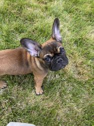 French Bulldog (AKC with incredible bloodlines)