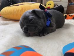 Lovely French Bulldog Puppies Looking 4 New Family
