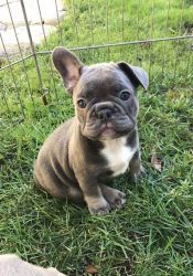 Excellent Litters of French Bulldog puppies