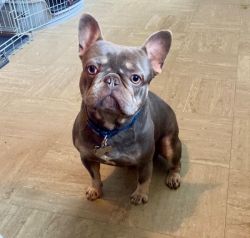 beautiful french bulldogs for available