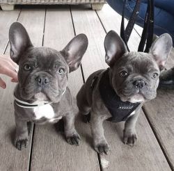 Adorable male and female french bulldog