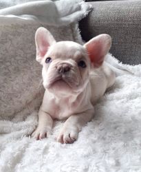 Bueatifull Frenchie Puppies Looking For Thier New Homes